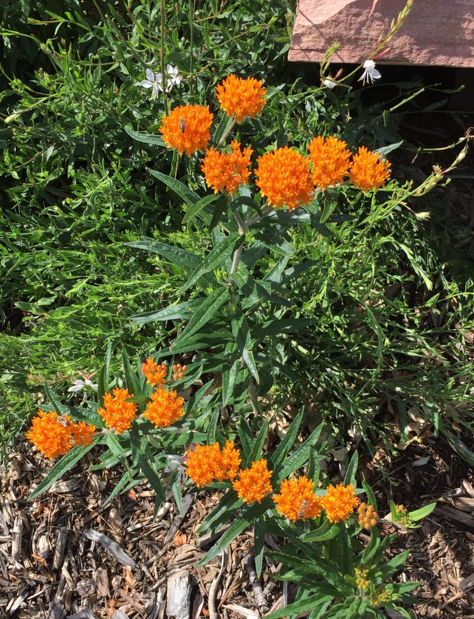 Butterfly Milkweed; Asclepias tuberosa
