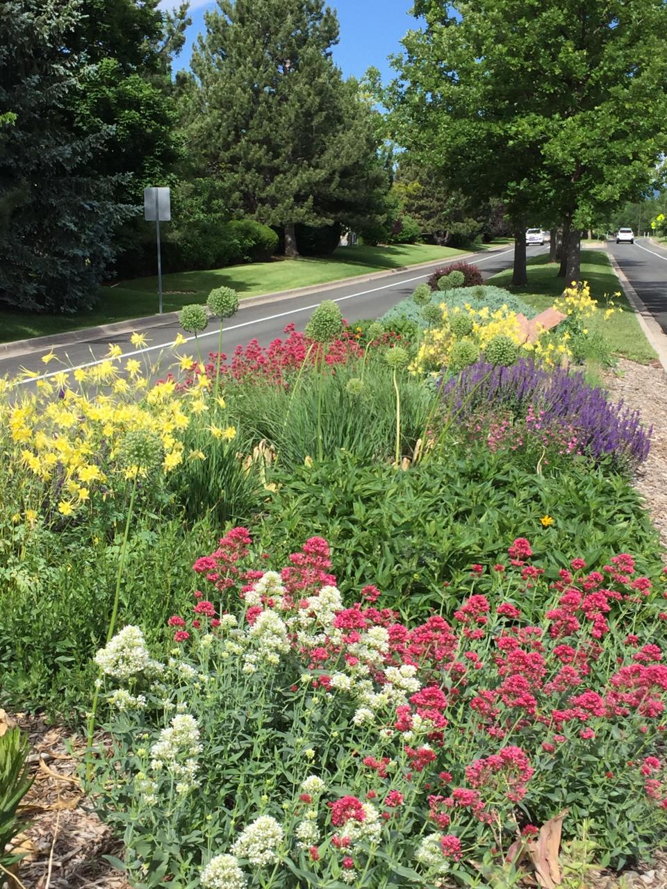 Cherry St median bed 2