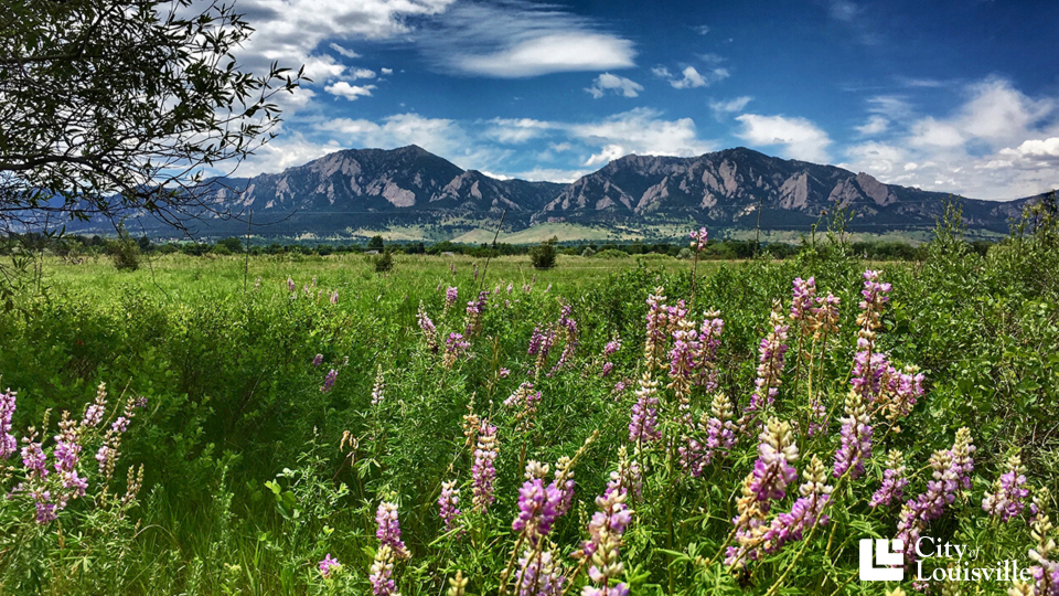 Spring mountains Terrie Callahan