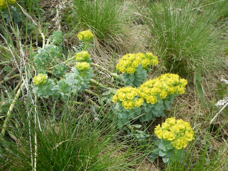 Myrtle Spurge - a noxious weed
