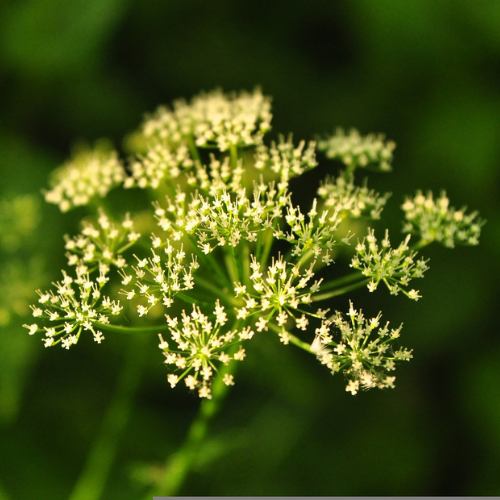 yellow flowering plant on a green background