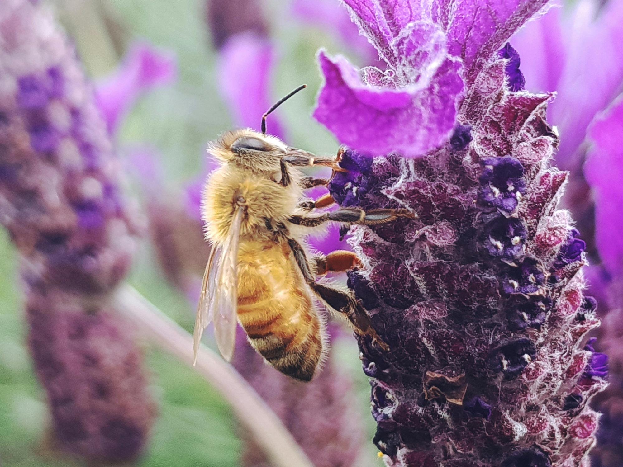 Bee on flower