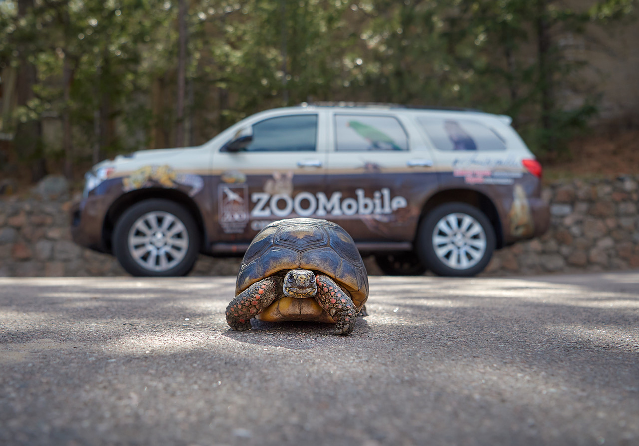 ZOOMobile