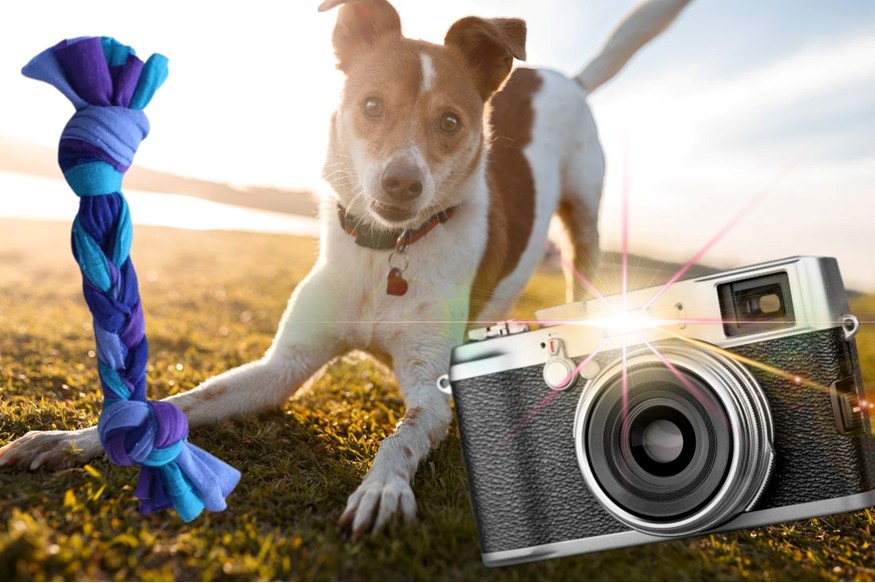 Photograph of a dog playing outside. There are graphics of a dog toy and a camera in the foreground.