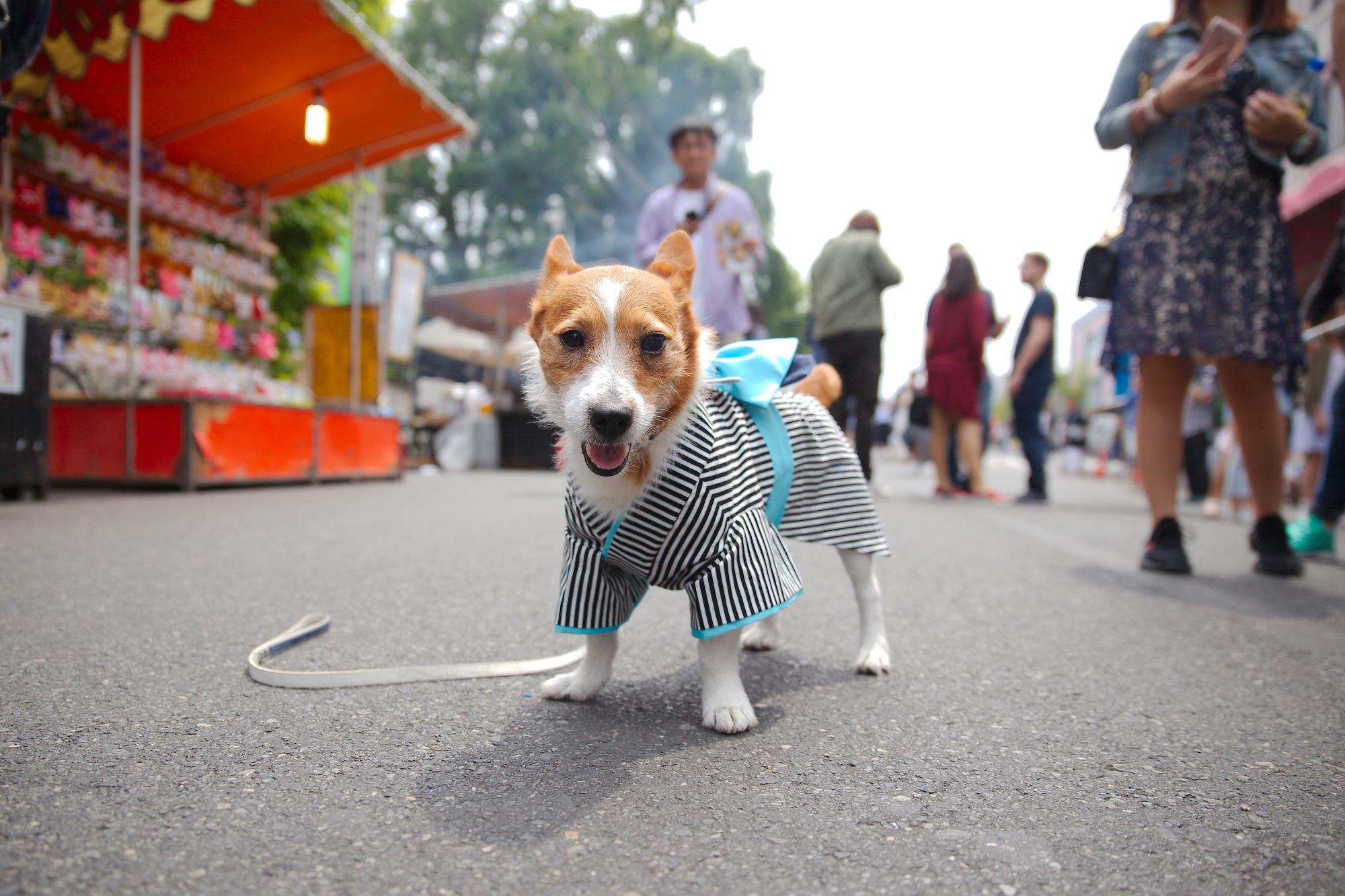 Dog in Market
