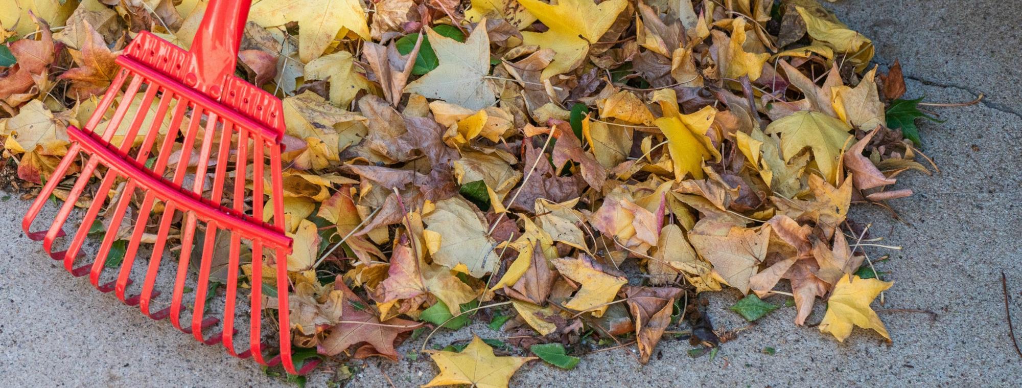 Rake picking up a pile of leaves.