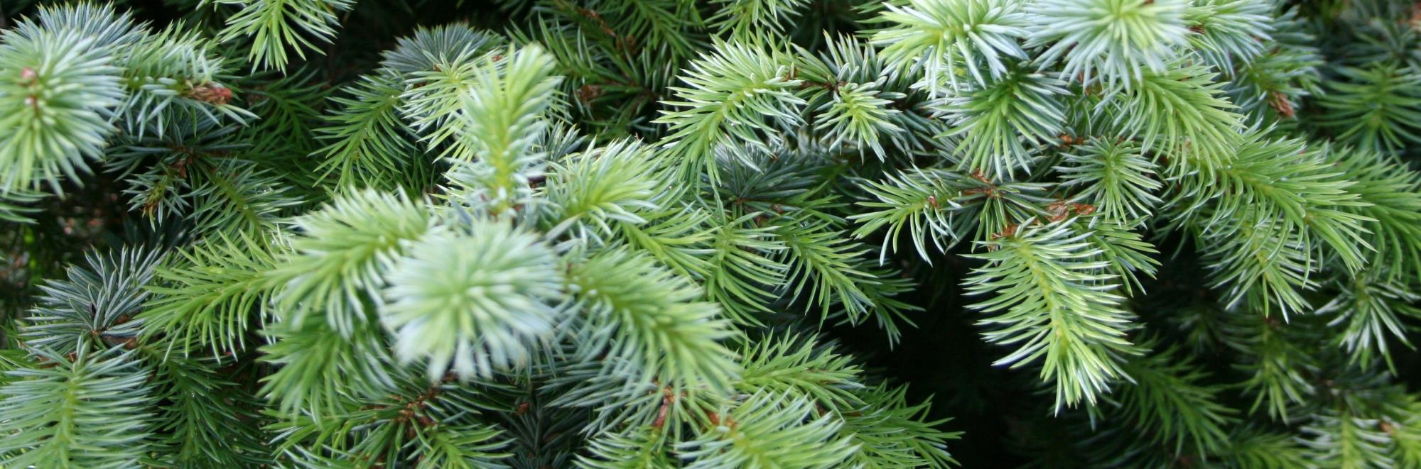 Close-up image of tree needles.