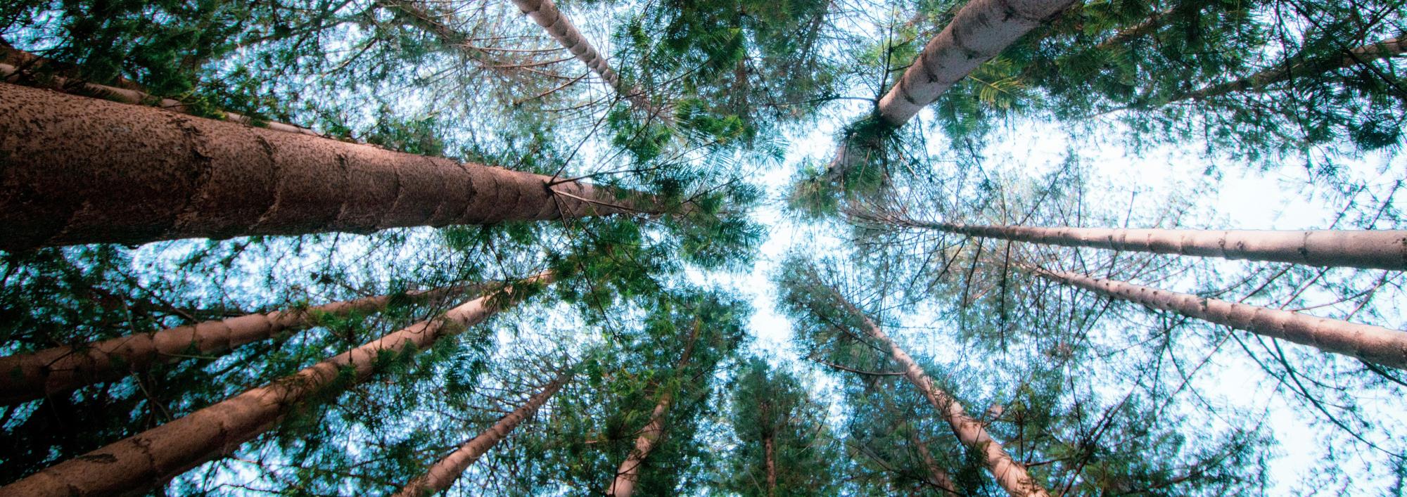 Worm's eye view of tree canopy.