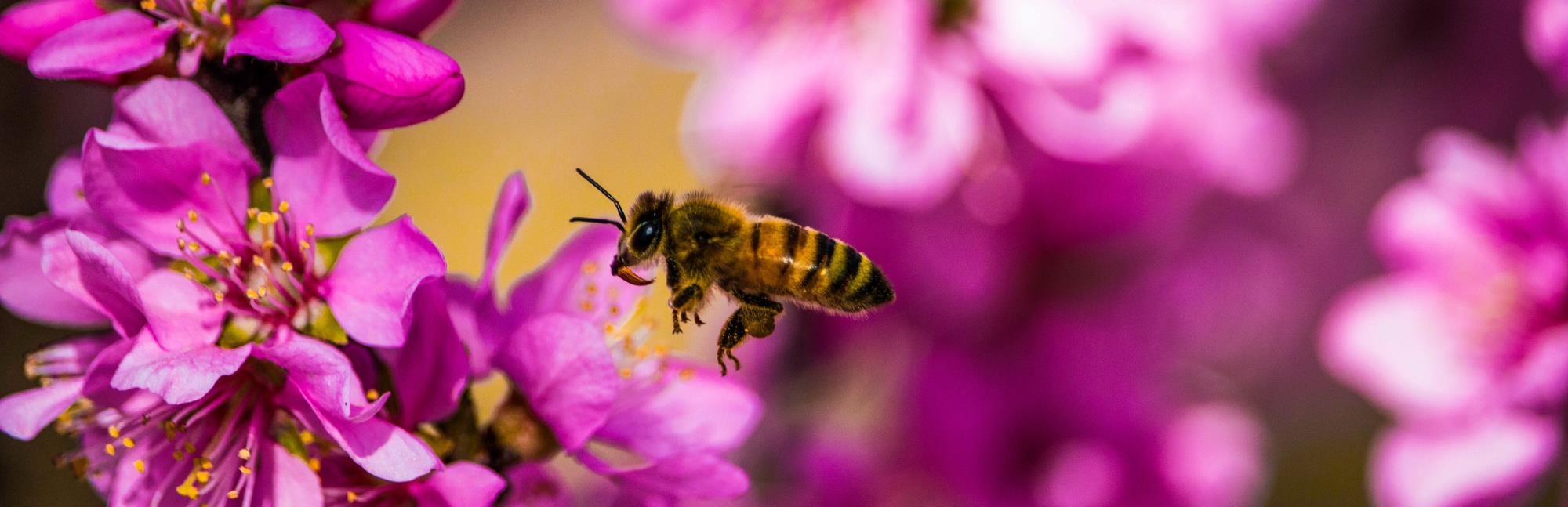Close-up of bee pollinating a purple flower.