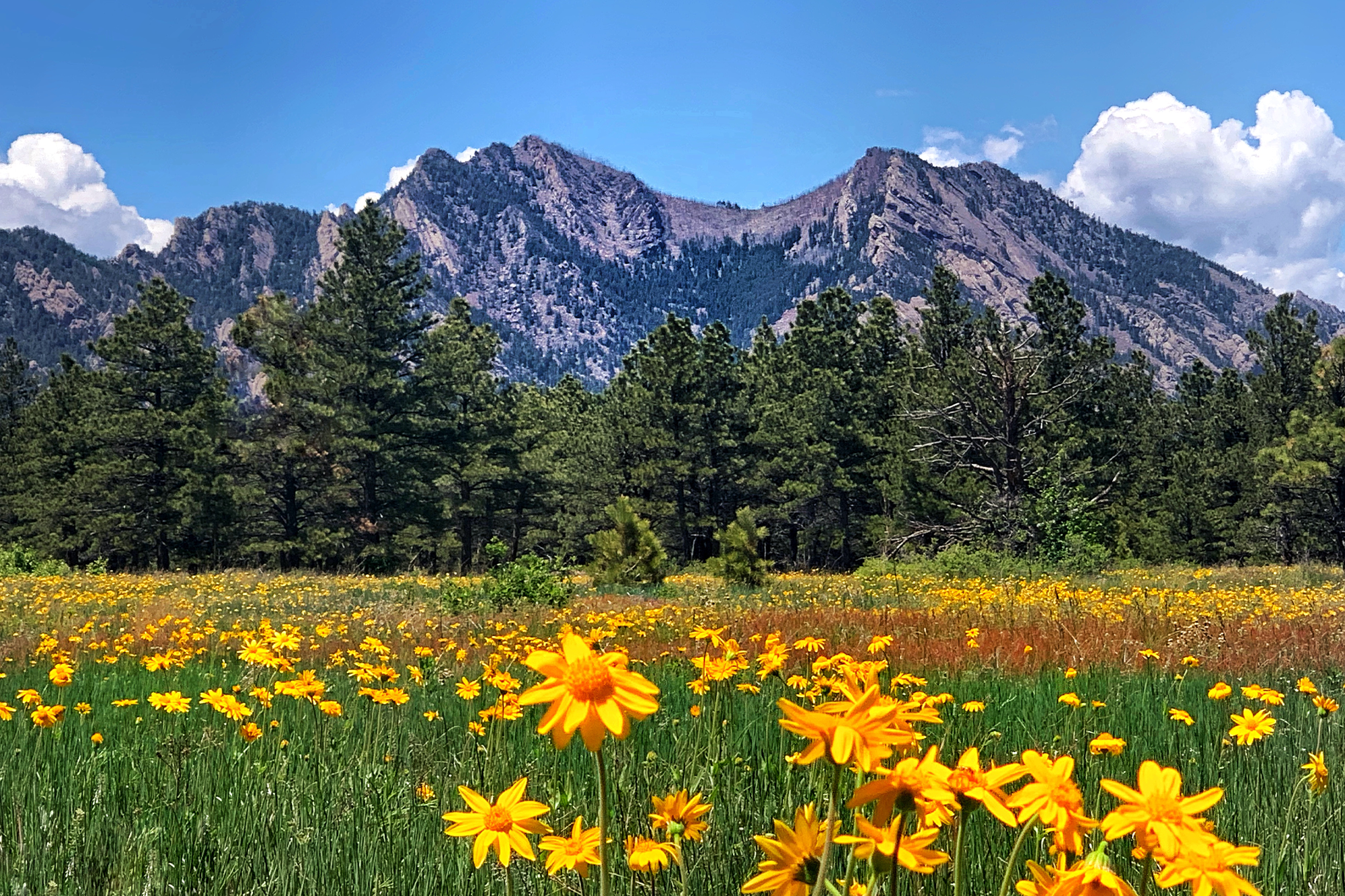 A field of flowers in the foreground with mountains in the background