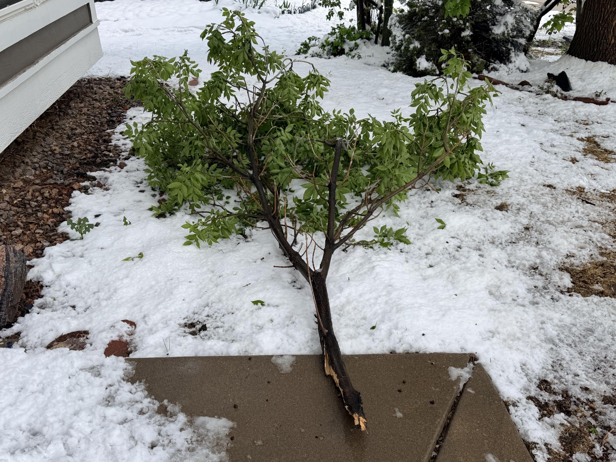 Fallen Tree Branch in snow
