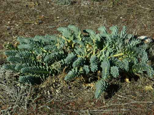 Myrtle Spurge